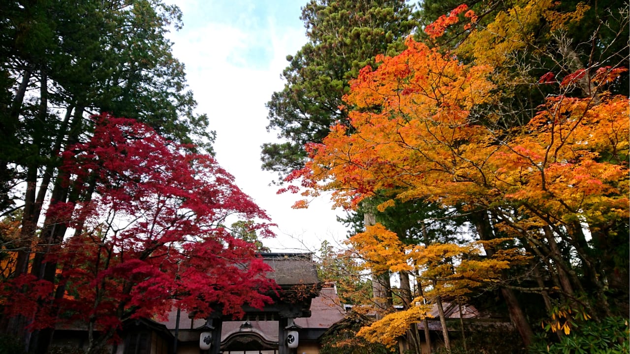 和歌山県 紅葉が見頃ですよ 高野山 へ紅葉狩りやライトアップへお出かけしてみてはいかがですか 号外net 和歌山市