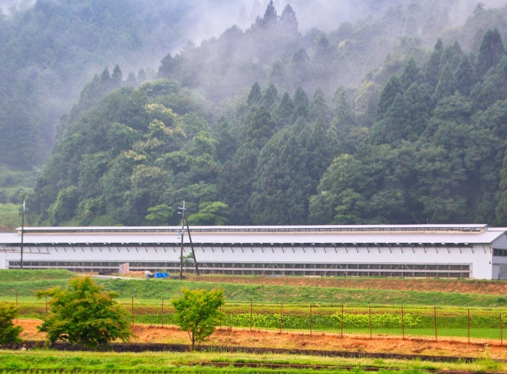 紀の川市養鶏場鳥インフルエンザ