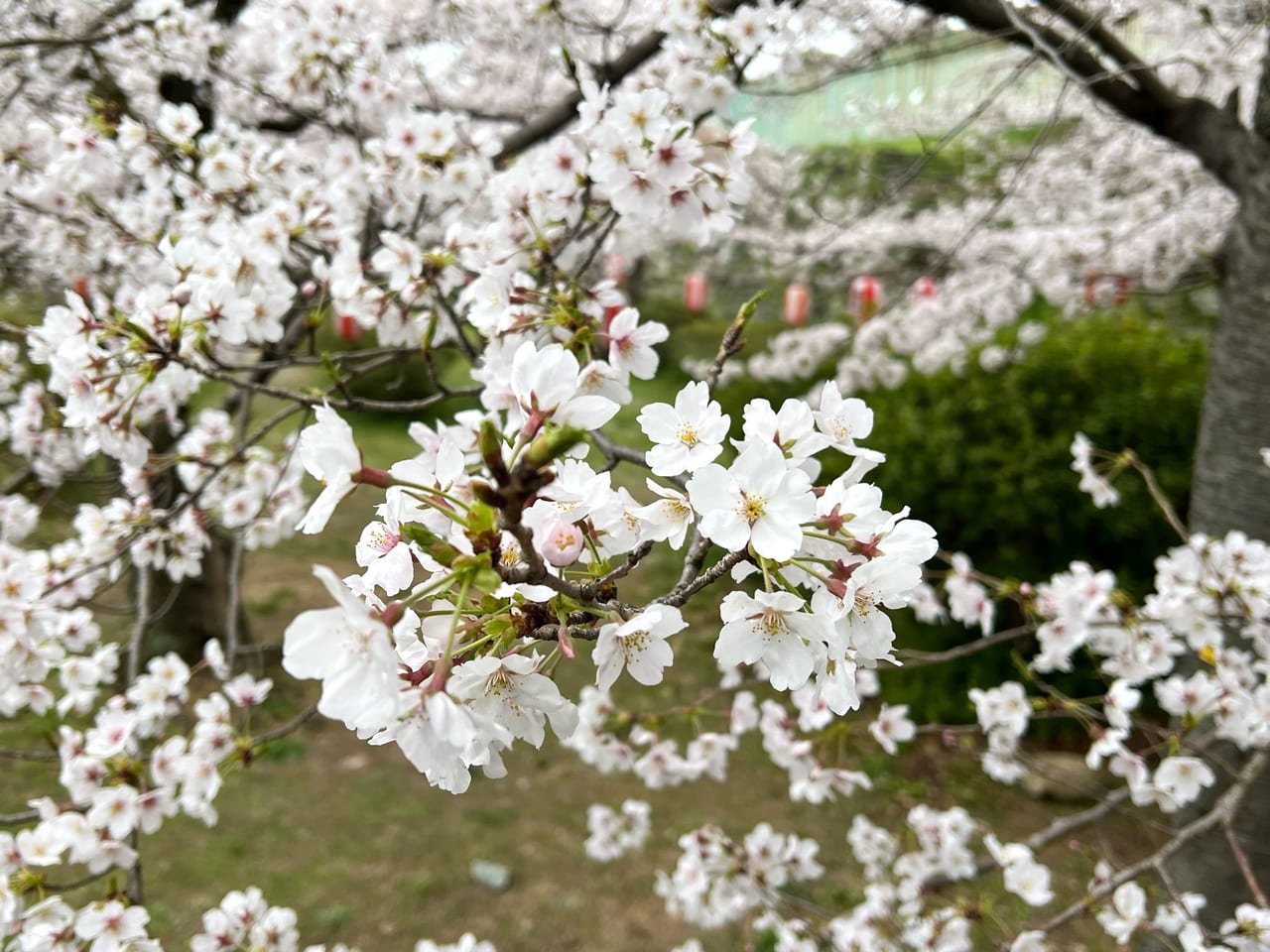 和歌山城桜まつり