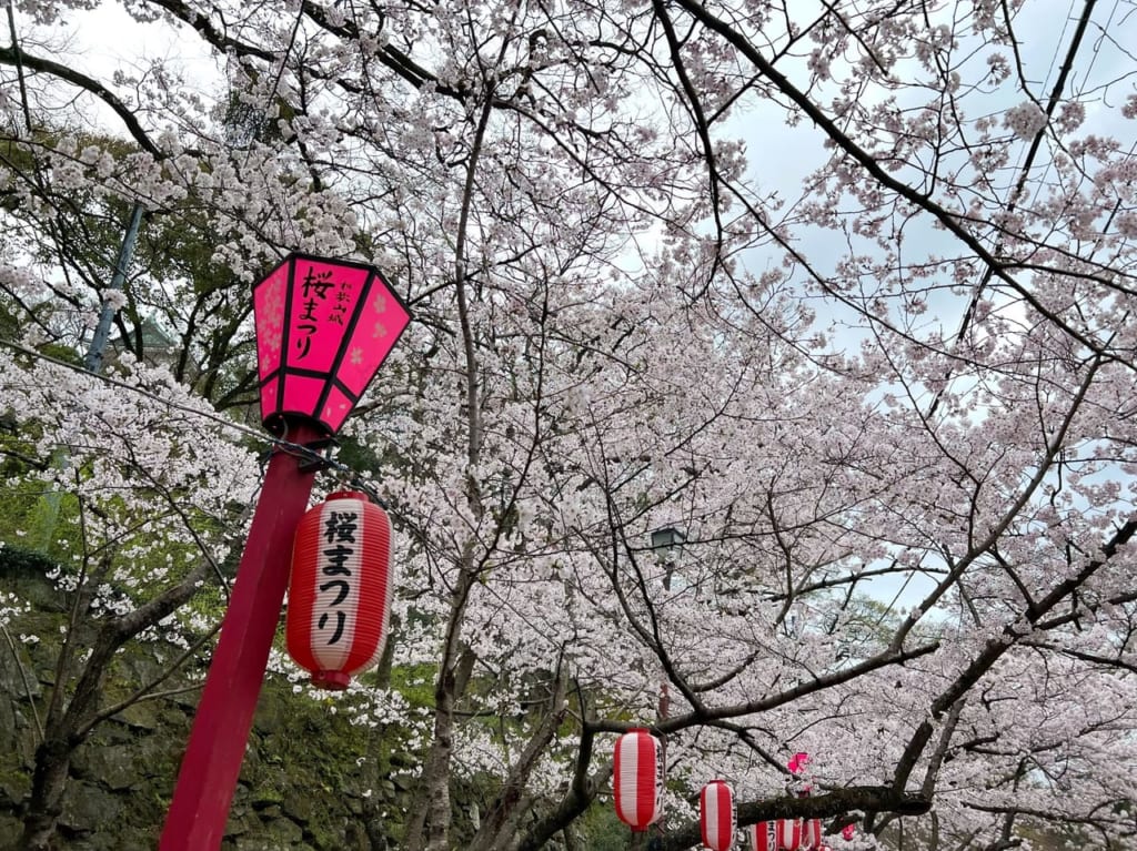 和歌山城桜まつり