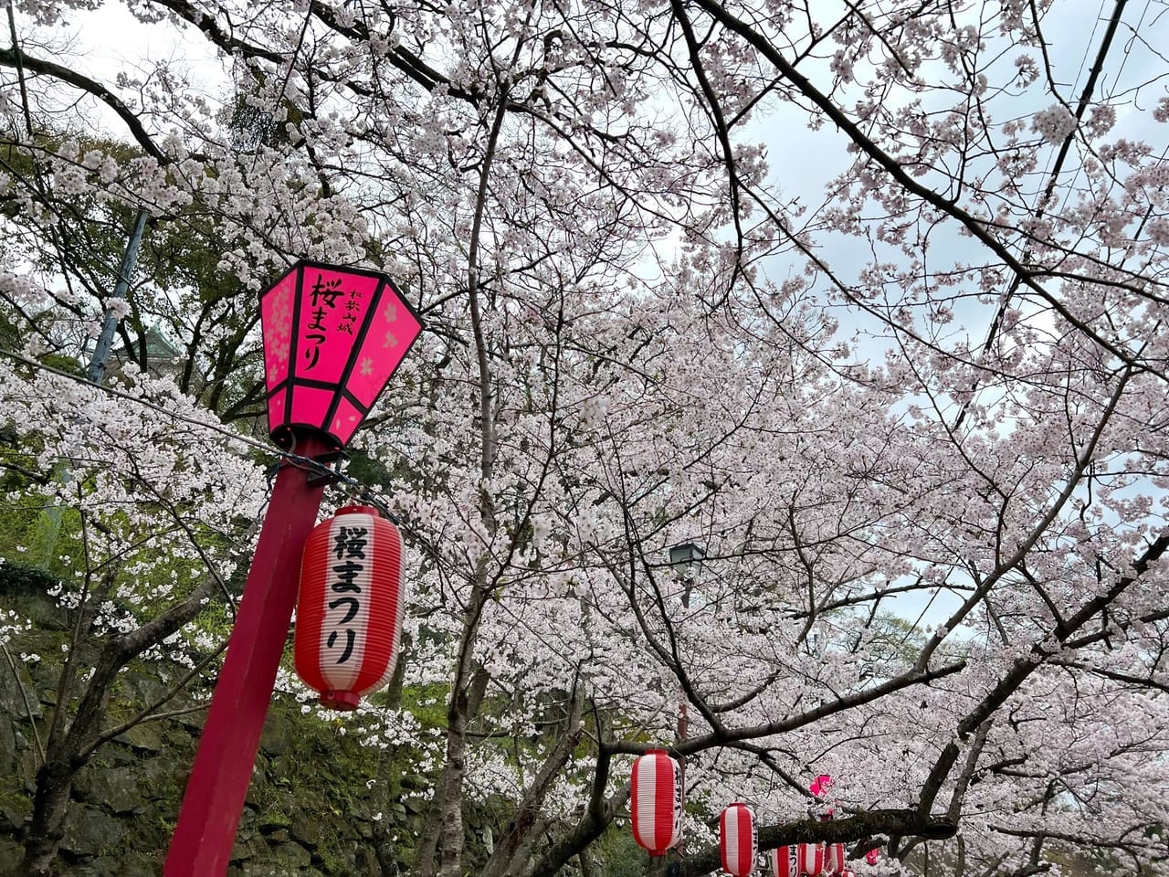和歌山城桜まつり