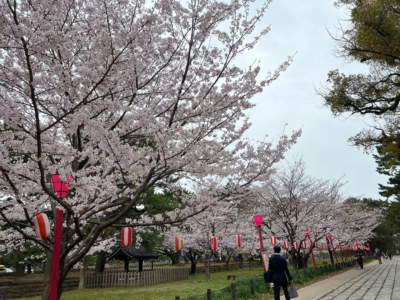 和歌山城桜まつり