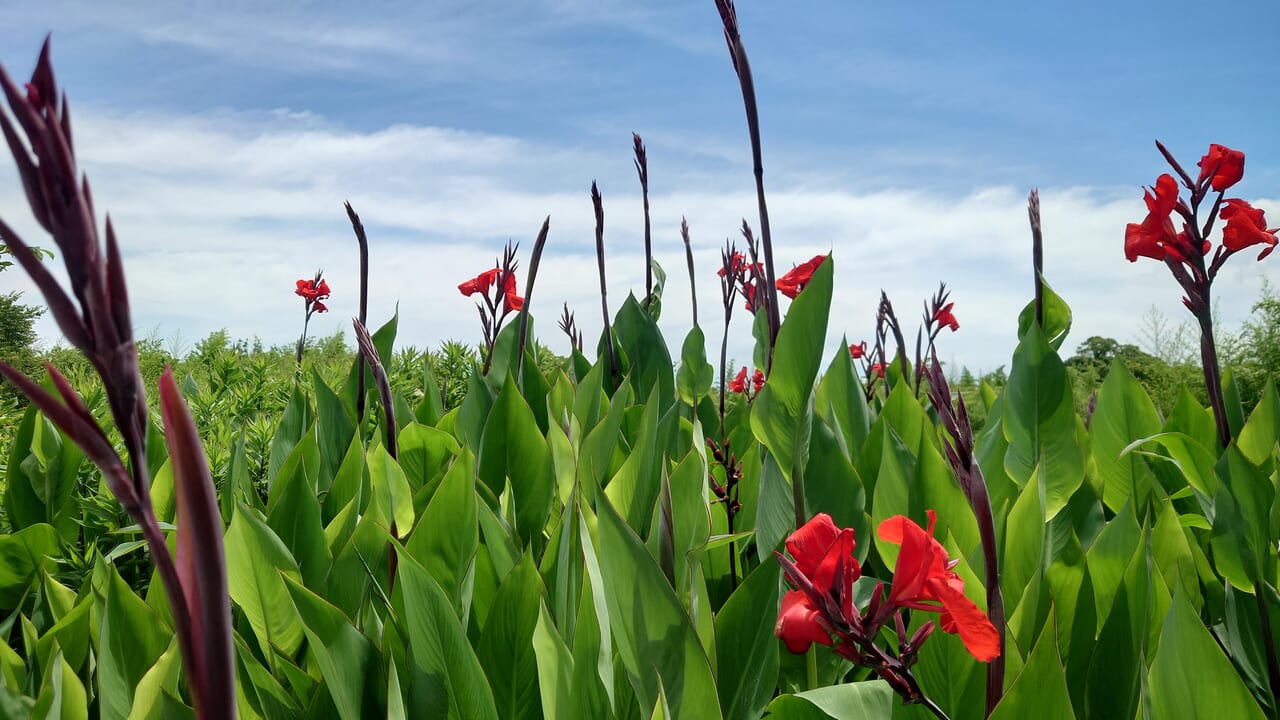 雑賀崎灯台の花