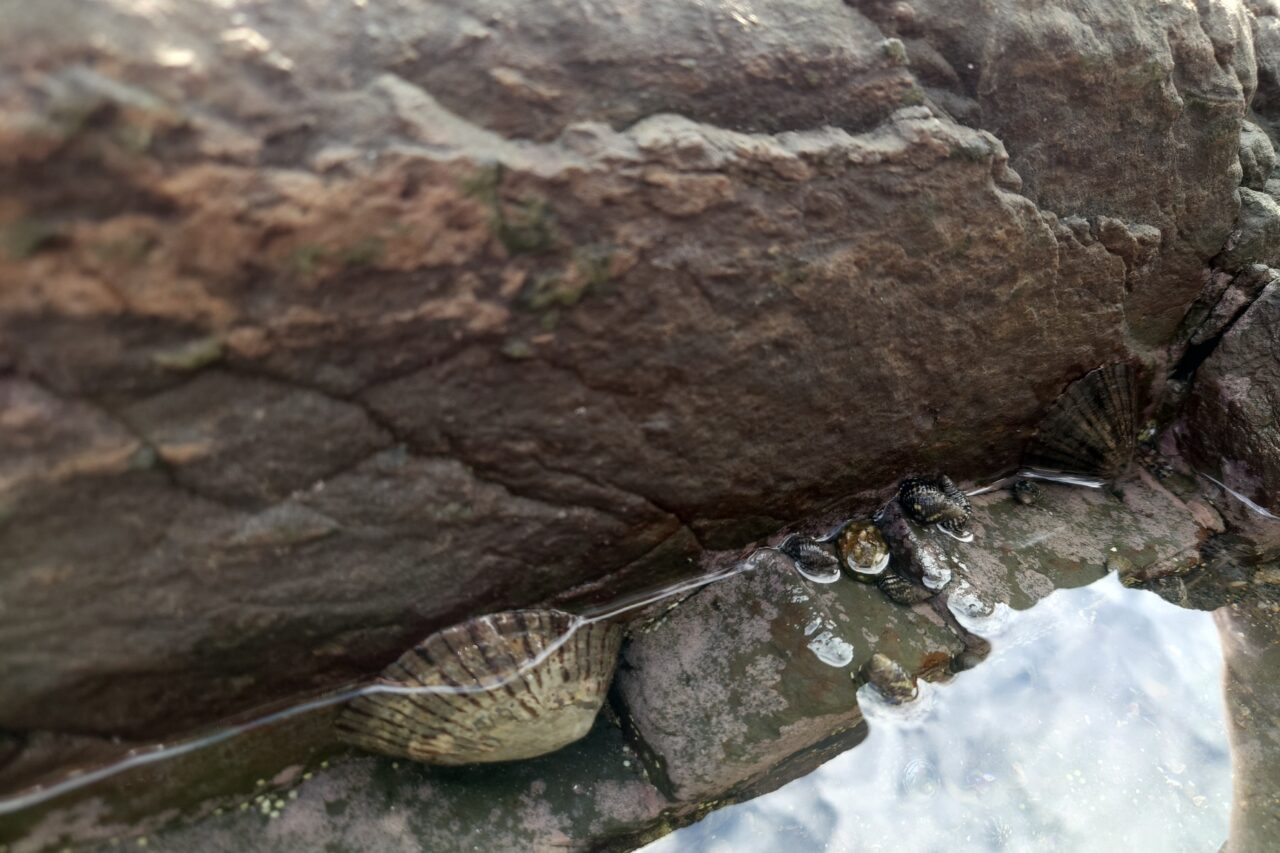 鳥毛洞窟いきもの